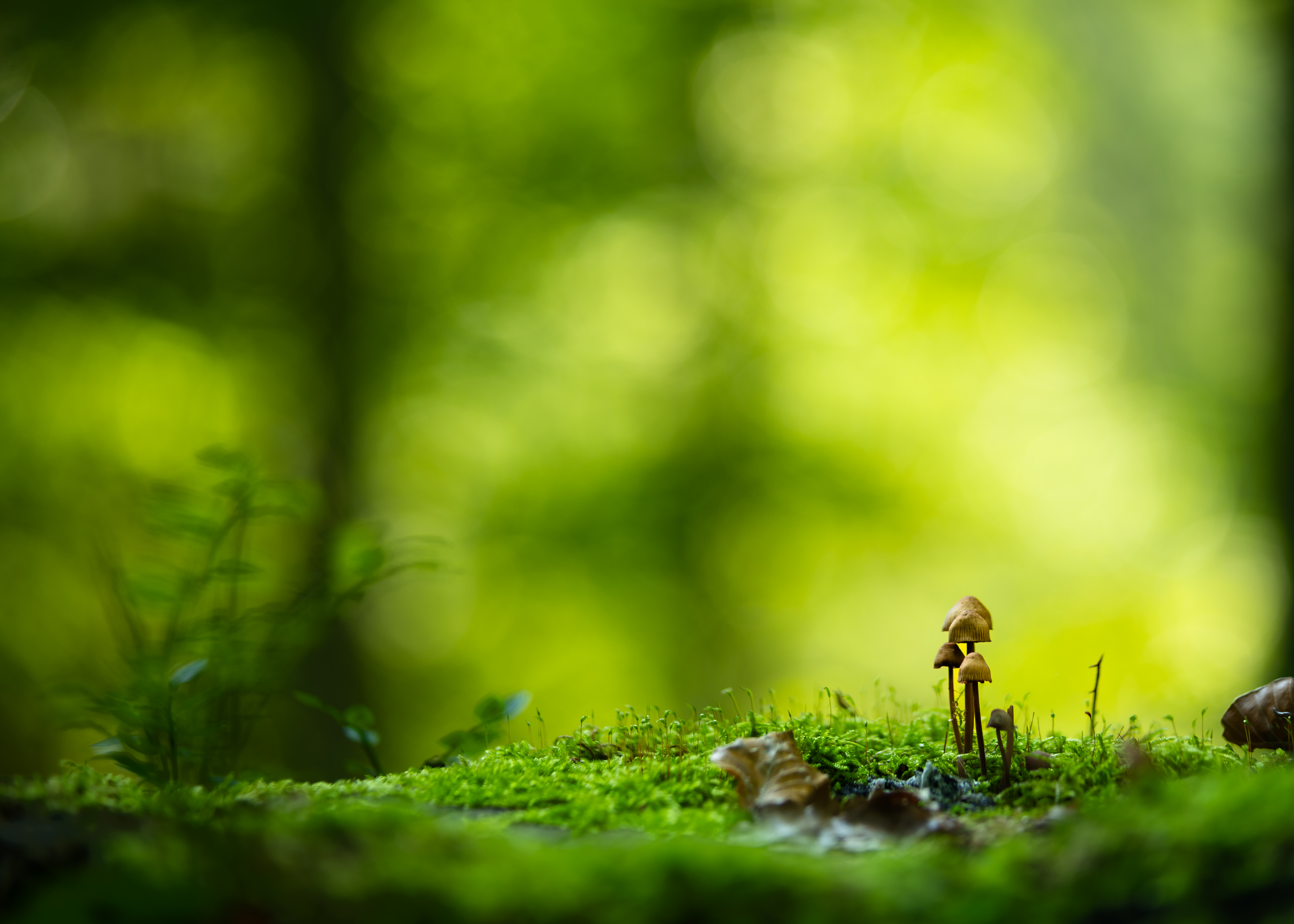 Walchenklamm    0405